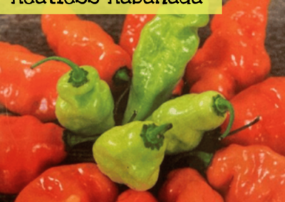 Heatless Habanero, Habanada