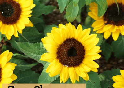 Sunflower Bambino