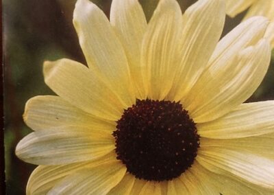 Sunflower Italian White