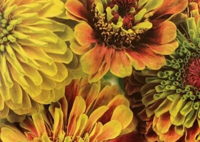 Zinnia Queen Lime Blush