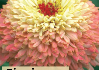 Zinnia Zinderella Peach